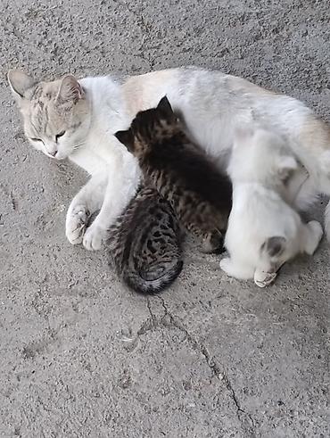 Мышыктар: Котята от домашней кошки - Окрас: один белоснежный, два — 4