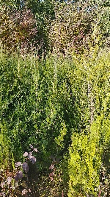 Туя: Туя — 12