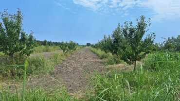 Torpaq sahələrinin satışı: 508 sot, Kənd təsərrüfatı, Kupça (Çıxarış) — 8