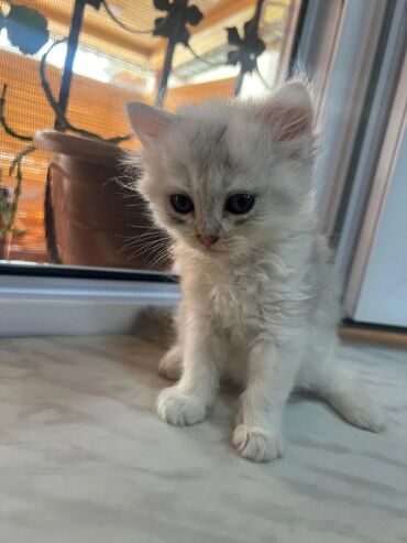 Şirin və oynaq pişik balası yeni bir ev axtarır. Xəzi yumşaq və
