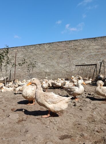 Digər quşlar: Satılır: PEKIN-KUBAN sortu ördəklər ✅ Sağlam, təmiz və tez inkişaf -da lalafo.az — 7 Digər quşlar: Satılır: PEKIN-KUBAN sortu ördəklər ✅ Sağlam, təmiz və tez inkişaf — 7