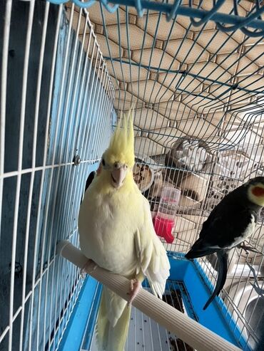 шотландская серебристая шиншилла купить: Növ: Nimfa (cockatiel) tutuquşuları Rənglər: - Açıq sarı/kremsi