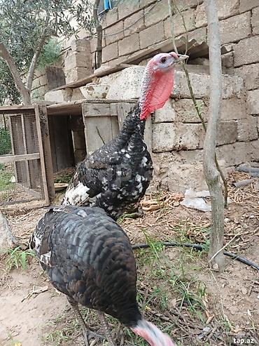 Животные: Bir erkek bir diwi. 5 ayliq tam saqlam heyvanlardi. Cox yaxwi weraitde — 2
