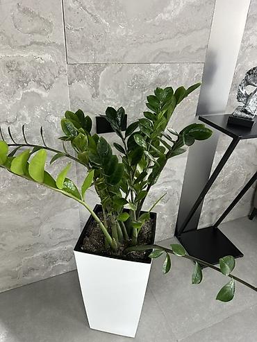 замиокулькас черный: Замиокулькас (Zamioculcas zamiifolia) в высоком современном кашпо - — 4