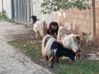 Digər kənd təsərrüfatı heyvanları: 3ü erkəydi 2sidişi böyük erkəy 3illikdi balacalar bu ilkilərdi dişinin — 7