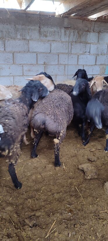 Бараны, овцы: Продаю | Баран (самец) | Гиссарская, Арашан | На забой | Кастрированные