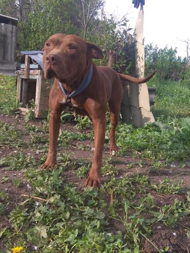 Собаки: Питбуль кубинский девочки урчачы цена договорная