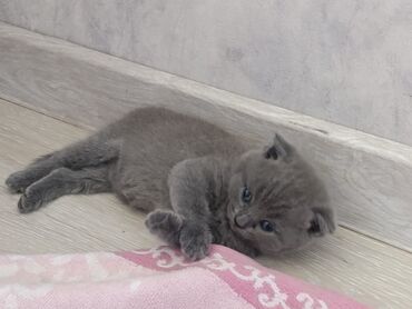 Шотландская, Самка, В добрые руки, Самовывоз