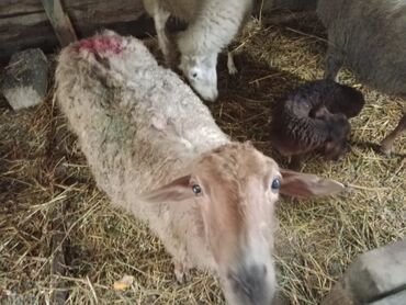 Qoyunlar, qoçlar: Diqqətlə oxu sonra zəng elə! 4 ədəd qoyun satılır! 3 ədəd qoyun — 5