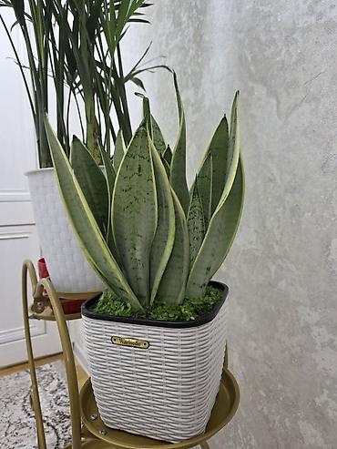 Драцены и Сансевиерии: Сансевиерия (Sansevieria, «щучий хвост») в горшке. Описание: - — 3