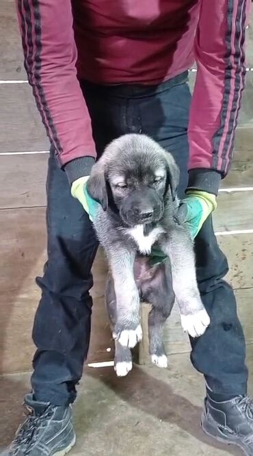 İtlər: Kanqal, 2 ay, Erkek, Peyvəndli, Ünvandan götürmə, Rayonlara çatdırılma, Ödənişli çatdırılma — 4