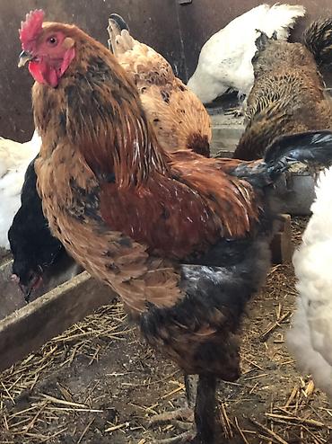 Куры, петухи: Продаю | Петух | Для разведения, На забой — 14