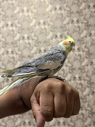 tutuquşlar: Nimfa (cockatiel) tutuquşu – əl öyrəşdirilmiş, sakit və ünsiyyətcil — 3