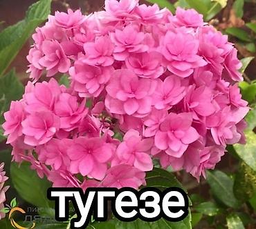 Гортензия: Саженцы — 4