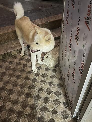 husky iti: Akita-inu, Erkək — 2