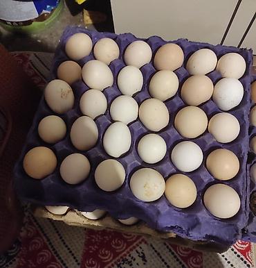 Qida məhsulları: Mayalı kənd yumurtası 1kletkasi (30əd) — 1