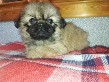 İtlər: Pekines, Erkek, Peyvəndli, Ünvandan götürmə — 12