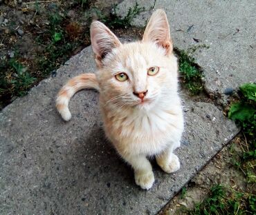 котёнок в добрые руки: Отдам котят в добрые руки