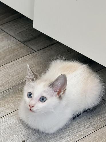 Мышыктар: Котёнок 2 месяца, мальчик, с голубыми глазами. Мы зовем его Сагындык 🤍 — 2