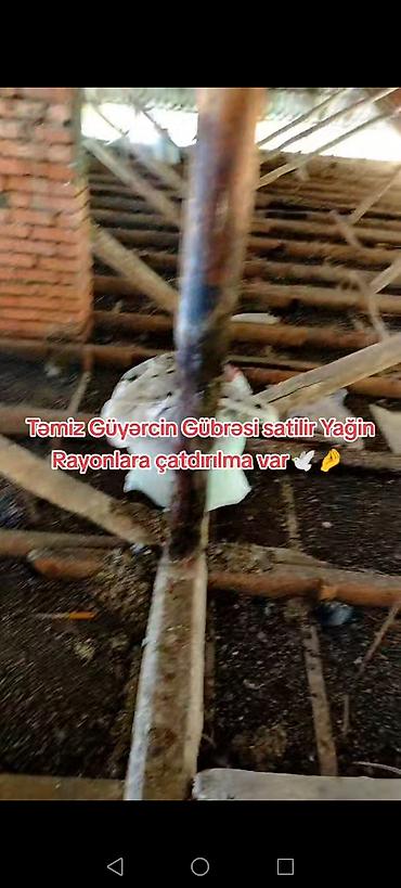 dəniz məhsulları satışı: Məhsul: Təmiz göyərçin gübrəsi Təsvir: - Təbii, qidalı orqanik gübrə — 5