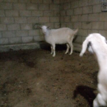 Козы, козлы: Продаю | Коза (самка) | Для разведения | Племенные — 6
