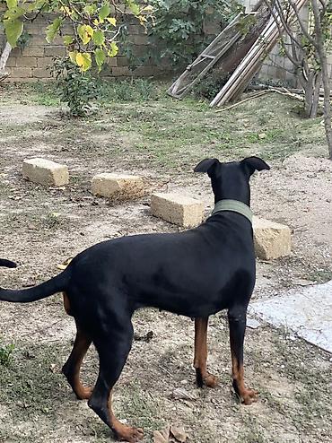 baskervillerin iti: Doberman, 11 ay, Dişi, Ünvandan götürmə — 8