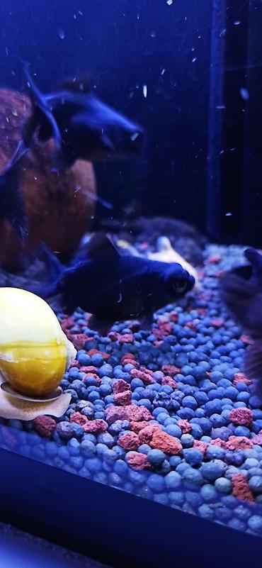 glofish balığı: Qızıl balıq, Sülhsevər — 5