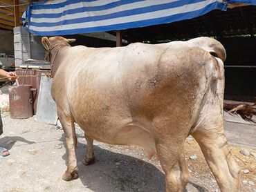 малочный карова: Продаю | Корова (самка) | Швицкая | Для молока | Стельные