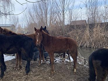 Лошади, кони: Продаю | Жеребенок | Для разведения — 1