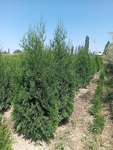 яблоки алма: Туя западная «Смарагд» (Thuja occidentalis ‘Smaragd’) — декоративные — 1