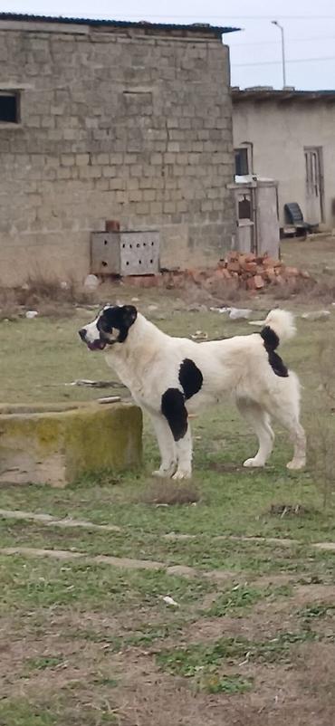 İtlər: Alabay, 1 il, Dişi, Peyvəndli — 1