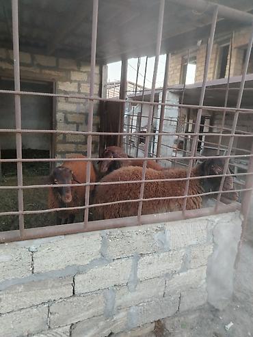 Другие животные: Qala cinsi qoçluq toğlular satılır 4 ededdir.Diri çəkisi təqribi 70-75 — 2