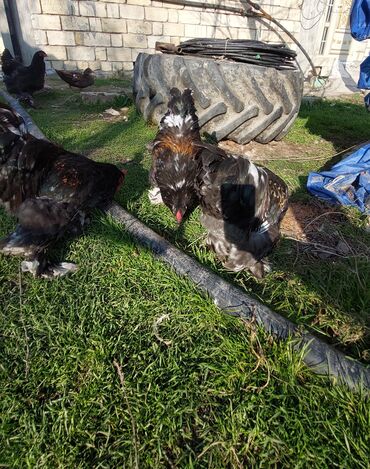 Toyuqlar: Toyuq, Brama, Ətlik — 8