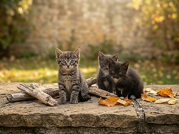 Продажа кошек: Котята - Породы/тип: домашние короткошёрстные, окрасы — тигровый — 1