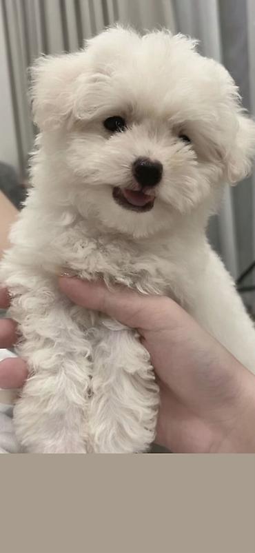 İtlər: Pudel, 2 ay, Erkek, Ödənişli çatdırılma -da lalafo.az — 4 İtlər: Pudel, 2 ay, Erkek, Ödənişli çatdırılma — 4