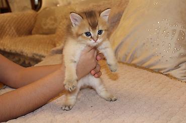 Pişiklər: Qızıl şinşilla, Erkək — 9