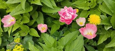 Продажа участков: 5 соток, Для строительства — 9