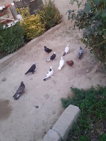 goyercin sekli: Salam, 9 eded quş satılır içinde ferqli quşlar var drakon — 1
