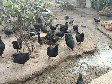çin aslanı: Toyuq, Yumurtalıq — 4