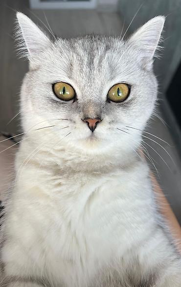 chinchilla satın al: Şinşilla, Dişi, Yaxşı əllərə, Ünvandan götürmə — 2