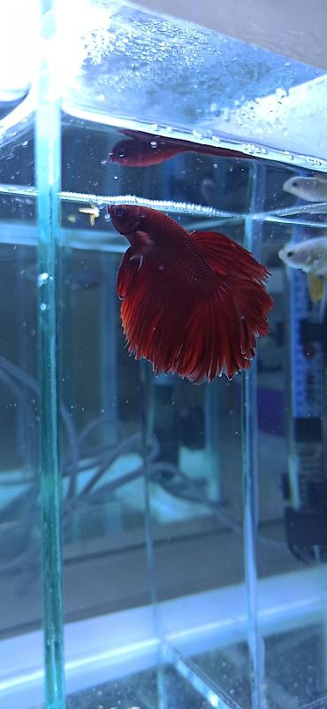 Balıqlar: Betta (Petuşok balığı), Ünvandan götürmə — 1
