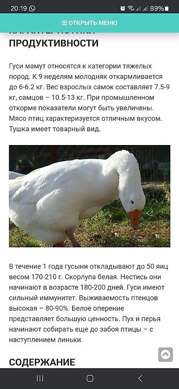 Птицы: Суточные гусята тяжёлой линии Мамутов,вывод каждую неделю,родительская — 11