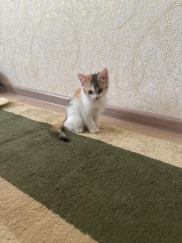 игривый: СРОЧНО ОТДАЮ КОТЯТ В ДОБРЫЕ РУКИ‼️ котята игривые и ласковые кушают — 2