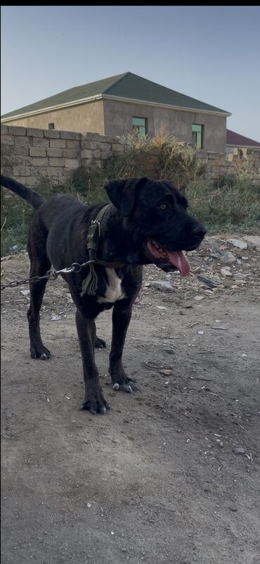 xaski itleri: Kane-Korso, 8 ay, Dişi, Peyvəndli, Ünvandan götürmə