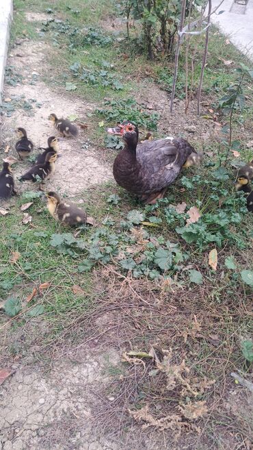 Ördəklər: Dişi, | Lal ördək, Macar, Damazlıq, Pulsuz çatdırılma — 3