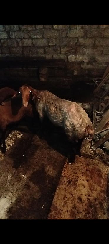 Erkək, Qala, il: 1, 45 kq, Ətlik, Pulsuz çatdırılma lalafo.az -da Erkək, Qala, il: 1, 45 kq, Ətlik, Pulsuz çatdırılma