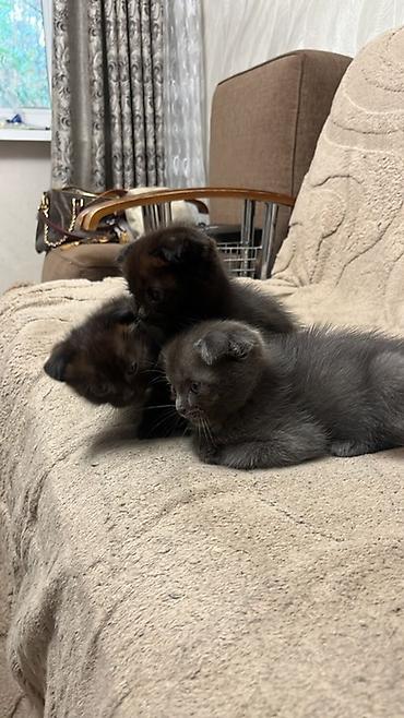 Скотиш Фолд (Шотландская вислоухая), 1 месяц, Девочка, Серый, Приучена к лотку at lalafo.kg Скотиш Фолд (Шотландская вислоухая), 1 месяц, Девочка, Серый, Приучена к лотку