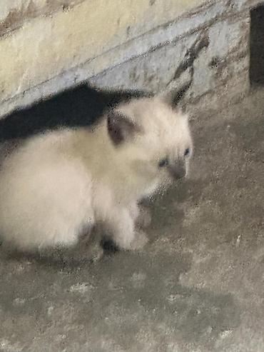piwik balasi: 1 ayliq piwik balalari pulsuz verilir oynayandir yaxwi ellere verilir — 4