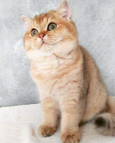 Pişiklər: Şotland — 13