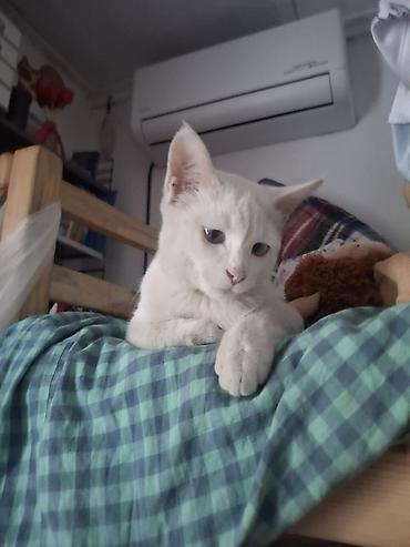 ориентальная кошка цена: Кошка даром: Ориентальная, 6 месяцев, Девочка, Приучена к лотку — 4